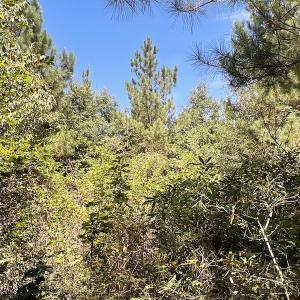 Photo #53 of SOLD property in Off Horseshoe Trail, Halifax, VA 48.0 acres