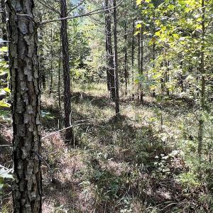 Photo #54 of SOLD property in Off Horseshoe Trail, Halifax, VA 48.0 acres