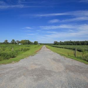Photo #47 of SOLD property in 291 S Dobson Chapel Road, Kenansville, NC 290.0 acres