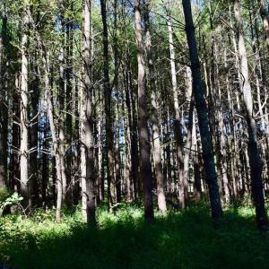 Photo #17 of SOLD property in Off Sheep Creek Road, Bedford, VA 8.0 acres