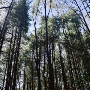 Photo #18 of SOLD property in Off Sheep Creek Road, Bedford, VA 8.0 acres