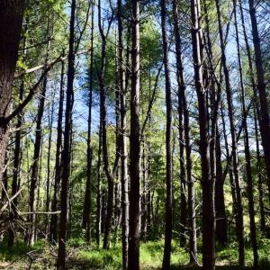 Photo #19 of SOLD property in Off Sheep Creek Road, Bedford, VA 8.0 acres