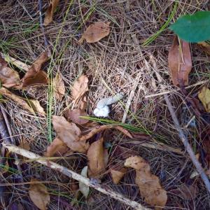 Photo #20 of SOLD property in Off Sheep Creek Road, Bedford, VA 8.0 acres