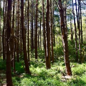 Photo #21 of SOLD property in Off Sheep Creek Road, Bedford, VA 8.0 acres