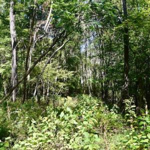 Photo #28 of SOLD property in Off Sheep Creek Road, Bedford, VA 8.0 acres