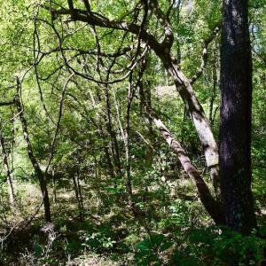 Photo #30 of SOLD property in Off Sheep Creek Road, Bedford, VA 8.0 acres
