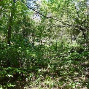 Photo #31 of SOLD property in Off Sheep Creek Road, Bedford, VA 8.0 acres