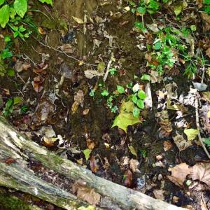 Photo #34 of SOLD property in Off Sheep Creek Road, Bedford, VA 8.0 acres