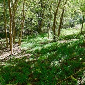 Photo #38 of SOLD property in Off Sheep Creek Road, Bedford, VA 8.0 acres