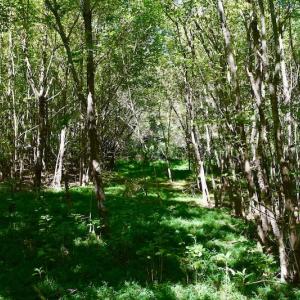 Photo #39 of SOLD property in Off Sheep Creek Road, Bedford, VA 8.0 acres