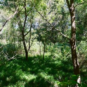 Photo #40 of SOLD property in Off Sheep Creek Road, Bedford, VA 8.0 acres