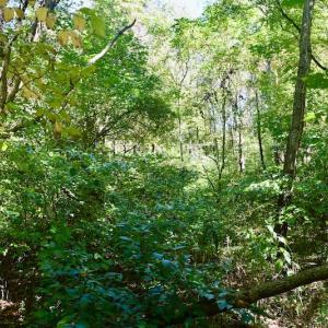 Photo #42 of SOLD property in Off Sheep Creek Road, Bedford, VA 8.0 acres