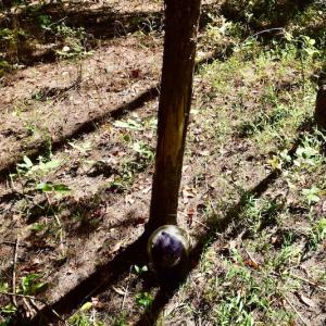 Photo #43 of SOLD property in Off Sheep Creek Road, Bedford, VA 8.0 acres