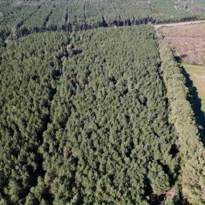 Photo #13 of SOLD property in Off California Road, Farmville, NC 13.2 acres