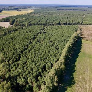 Photo #14 of SOLD property in Off California Road, Farmville, NC 13.2 acres