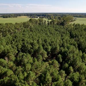 Photo #16 of SOLD property in Off California Road, Farmville, NC 13.2 acres
