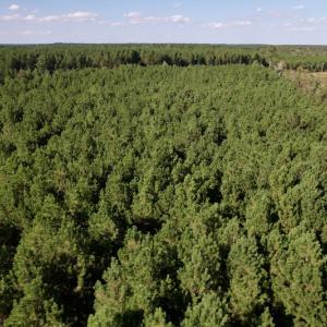 Photo #17 of SOLD property in Off California Road, Farmville, NC 13.2 acres
