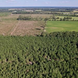 Photo #7 of SOLD property in Off California Road, Farmville, NC 13.2 acres