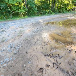 Photo #27 of SOLD property in 4465 Harmony Road, Long Island, VA 135.5 acres