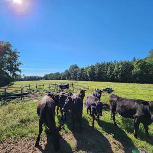 Photo #29 of SOLD property in 4465 Harmony Road, Long Island, VA 135.5 acres