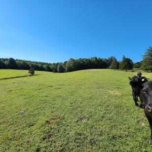Photo #36 of SOLD property in 4465 Harmony Road, Long Island, VA 135.5 acres