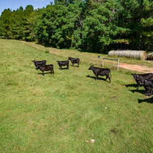Photo #50 of SOLD property in 4465 Harmony Road, Long Island, VA 135.5 acres