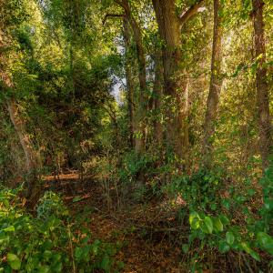Photo #14 of SOLD property in Off Wallace Highway, Wallace, NC 13.2 acres