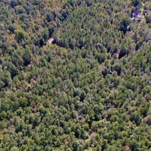 Photo #9 of SOLD property in Off Highway 305, Rich Square, NC 16.4 acres