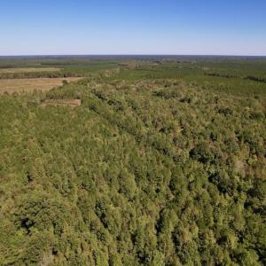 Photo #11 of SOLD property in Off Highway 305, Rich Square, NC 16.4 acres
