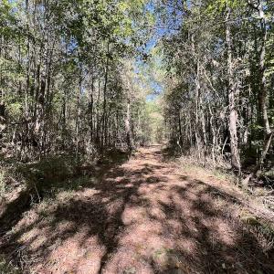 Photo #12 of SOLD property in Off Highway 305, Rich Square, NC 16.4 acres