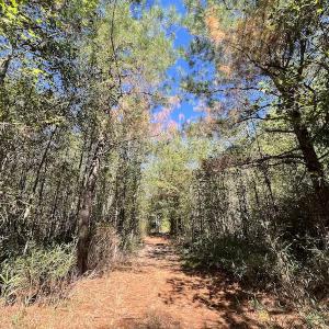 Photo #13 of SOLD property in Off Highway 305, Rich Square, NC 16.4 acres