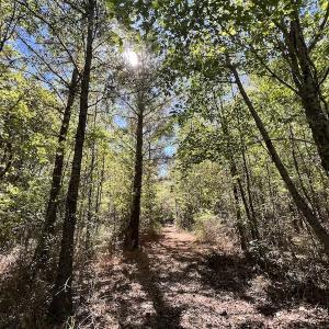 Photo #14 of SOLD property in Off Highway 305, Rich Square, NC 16.4 acres