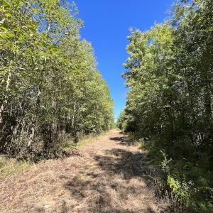 Photo #15 of SOLD property in Off Highway 305, Rich Square, NC 16.4 acres