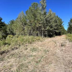 Photo #18 of SOLD property in Off Highway 305, Rich Square, NC 16.4 acres