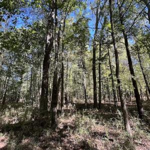Photo #19 of SOLD property in Off Highway 305, Rich Square, NC 16.4 acres