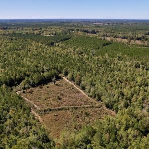 Photo #6 of SOLD property in Off Highway 305, Rich Square, NC 16.4 acres