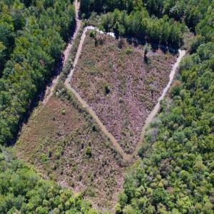 Photo #7 of SOLD property in Off Highway 305, Rich Square, NC 16.4 acres
