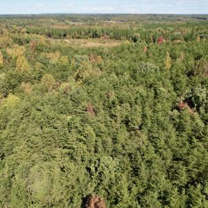 Photo #10 of SOLD property in Off Turkey Track Farms Trail, Nathalie, VA 20.1 acres