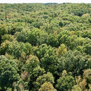 Photo #11 of SOLD property in Off Turkey Track Farms Trail, Nathalie, VA 20.1 acres