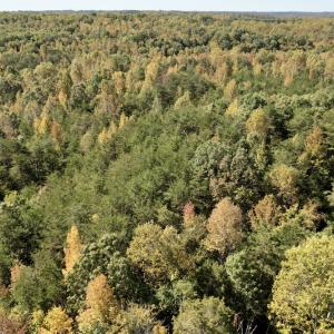 Photo #13 of SOLD property in Off Turkey Track Farms Trail, Nathalie, VA 20.1 acres