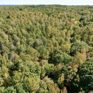 Photo #14 of SOLD property in Off Turkey Track Farms Trail, Nathalie, VA 20.1 acres