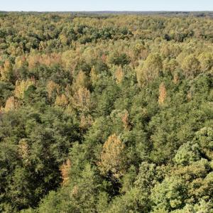 Photo #15 of SOLD property in Off Turkey Track Farms Trail, Nathalie, VA 20.1 acres