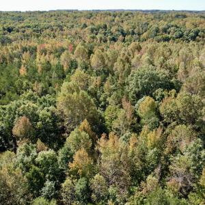 Photo #17 of SOLD property in Off Turkey Track Farms Trail, Nathalie, VA 20.1 acres