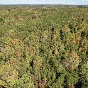 Photo #18 of SOLD property in Off Turkey Track Farms Trail, Nathalie, VA 20.1 acres