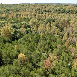 Photo #22 of SOLD property in Off Turkey Track Farms Trail, Nathalie, VA 20.1 acres