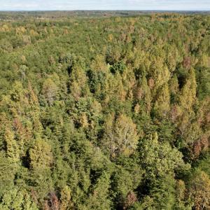 Photo #24 of SOLD property in Off Turkey Track Farms Trail, Nathalie, VA 20.1 acres
