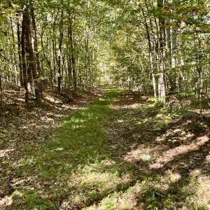 Photo #26 of SOLD property in Off Turkey Track Farms Trail, Nathalie, VA 20.1 acres