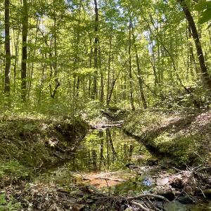 Photo #29 of SOLD property in Off Turkey Track Farms Trail, Nathalie, VA 20.1 acres