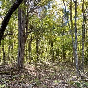 Photo #31 of SOLD property in Off Turkey Track Farms Trail, Nathalie, VA 20.1 acres