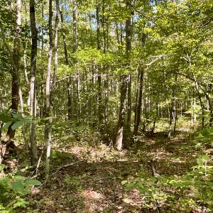 Photo #32 of SOLD property in Off Turkey Track Farms Trail, Nathalie, VA 20.1 acres